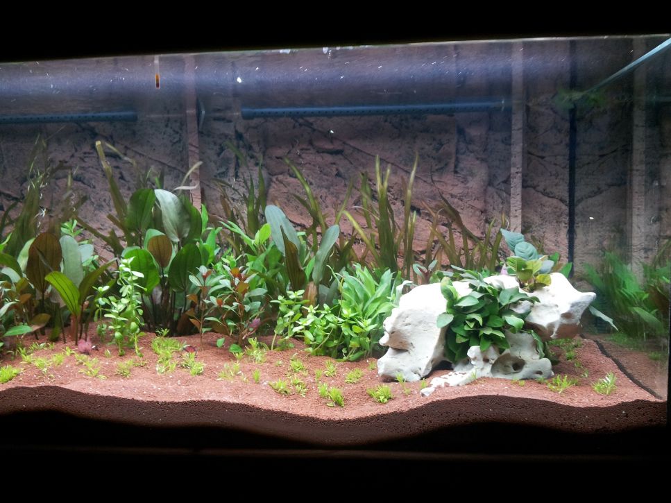 Lees het artikel en ontdek hoe je planten in een aquarium plant, en creëer vervolgens je droomtuin! Veel leesplezier!