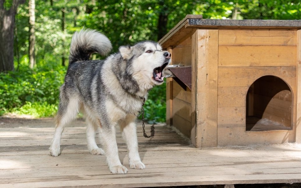 Hoe kan ik mijn hond aan zijn bench wennen?