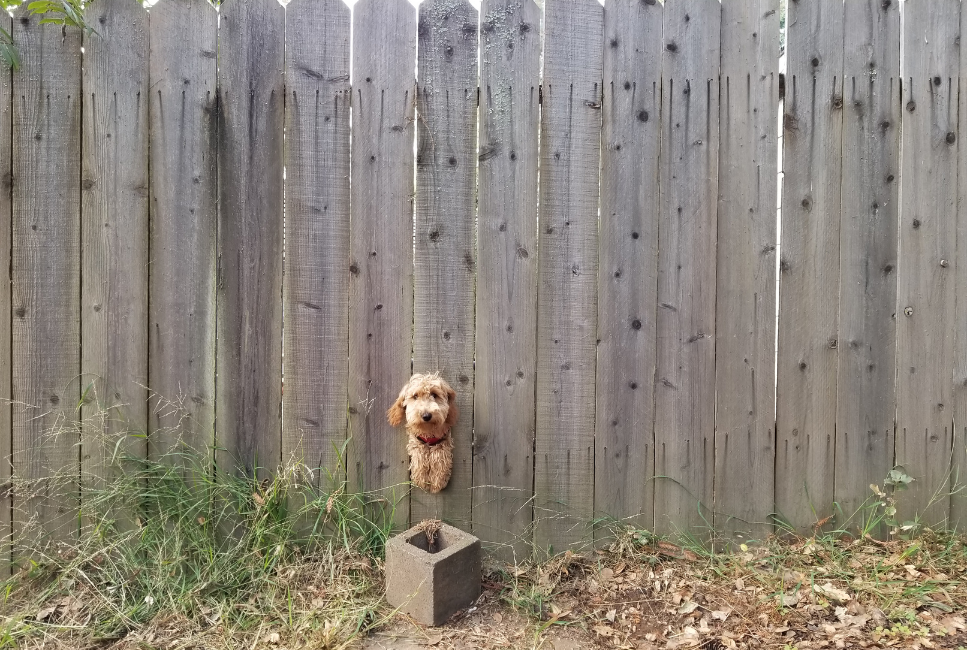 Loopt je hond weg? Praktisch advies.