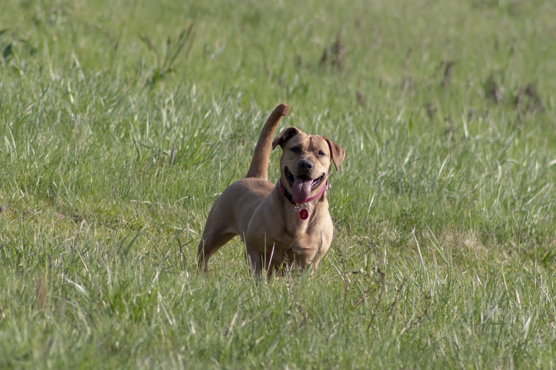 Huidziekten bij honden, vooral die veroorzaakt door infecties en parasieten, kunnen worden voorkomen door een goede verzorging.