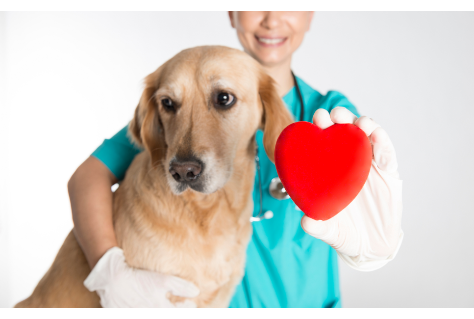 Hoe verhoog je de immuniteit van je hond en kat?