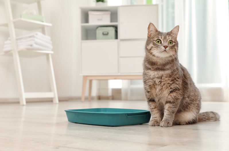 Wat zijn de oorzaken van een kat die op het bed tikt?