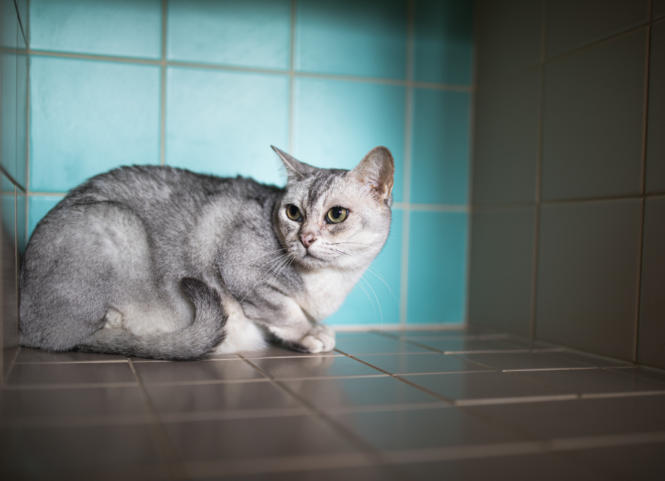 Is panleukopenie te genezen?