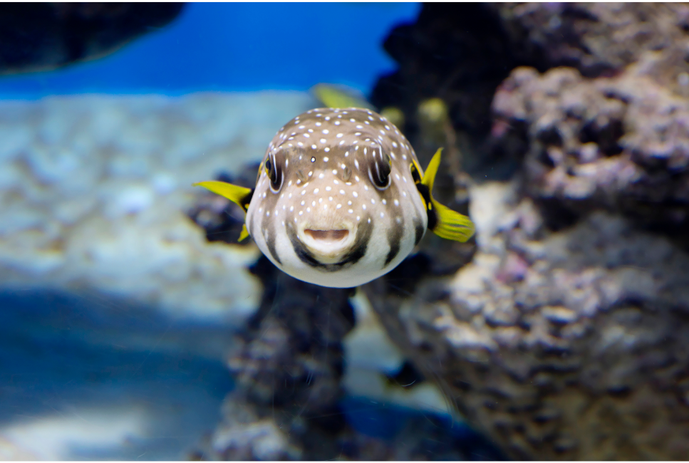 Daphnia zijn vleesetende vissen die erg veeleisend zijn om te houden.
