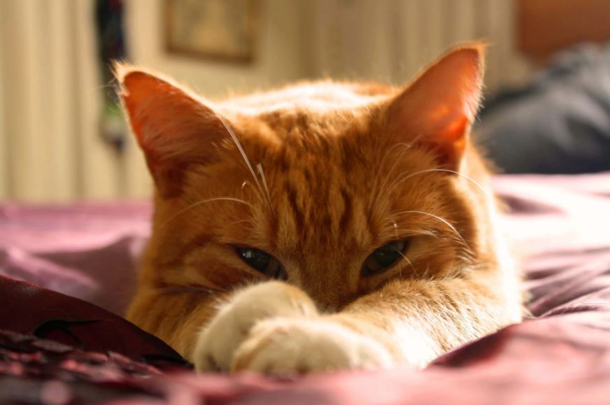 Lymfoom is een van de meest voorkomende vormen van kanker bij katten. Ontdek wat de symptomen zijn en hoe deze ziekte behandeld moet worden.