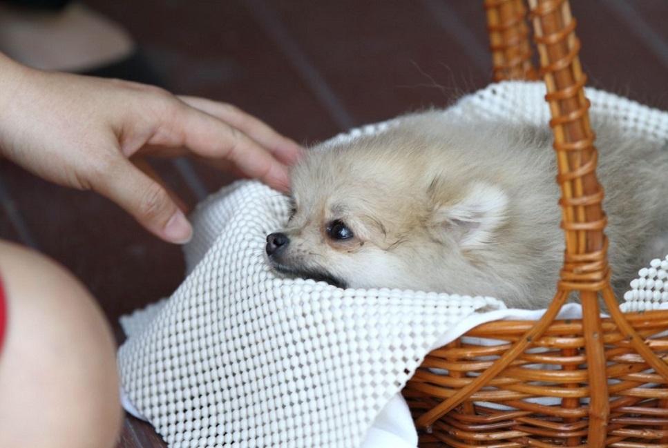 Przebieg chłoniaka u psa.