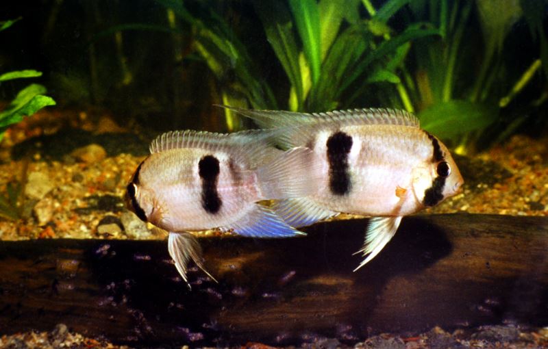 Welke voorwaarden moeten er gelden voor de marron acara?