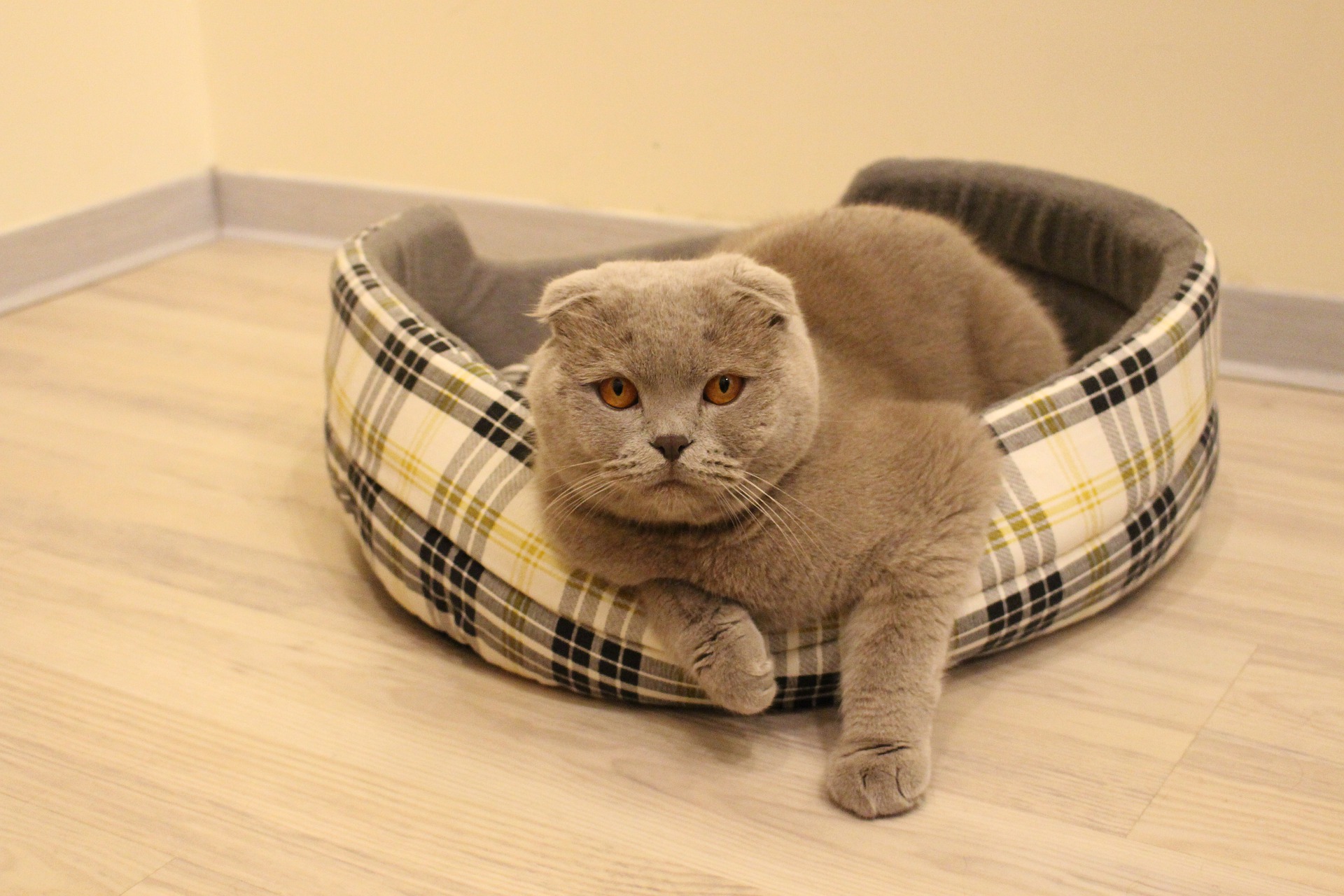 Nierfalen bij katten leidt tot ernstige vergiftiging van het lichaam. Reageer snel op de symptomen van de ziekte.