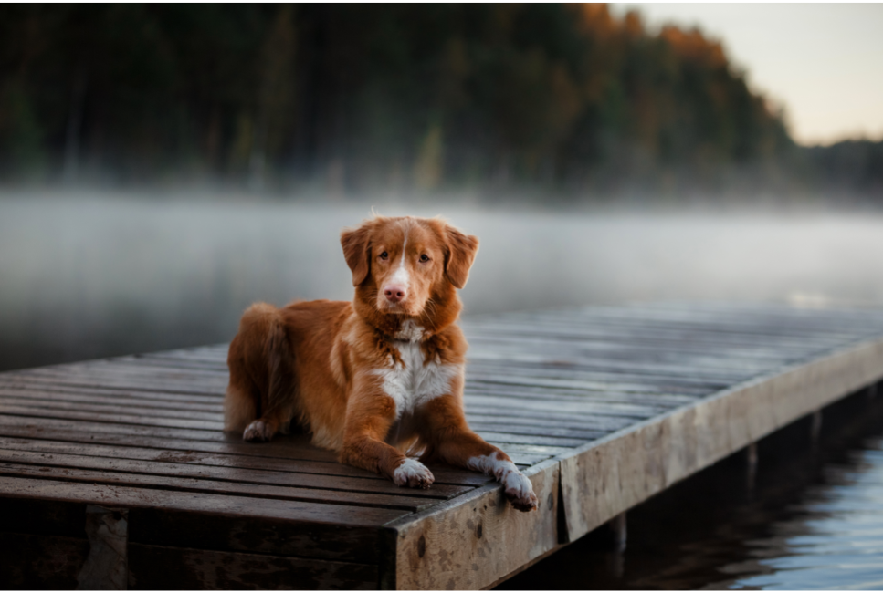 Nova Scotia duck tolling retriever - karakter, prijs, verzorging.