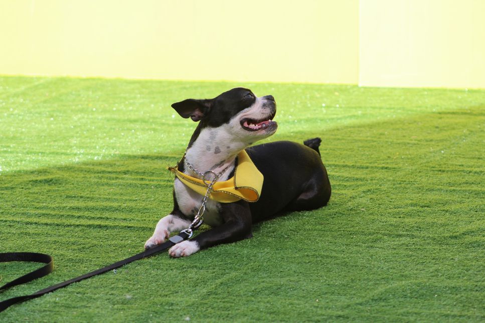 Obediencewedstrijden, oftewel gehoorzaamheid voor honden. Zijn hondensporten voor iedereen geschikt? In dit artikel vindt u het antwoord op deze vraag.