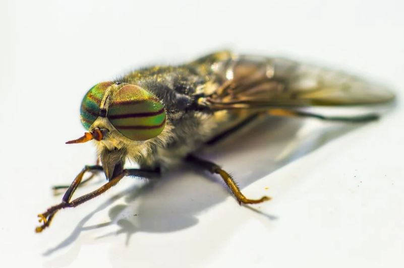 Een paardenvliegbeet is ongetwijfeld pijnlijk, maar moeten we ons zorgen maken om onszelf en onze dieren?