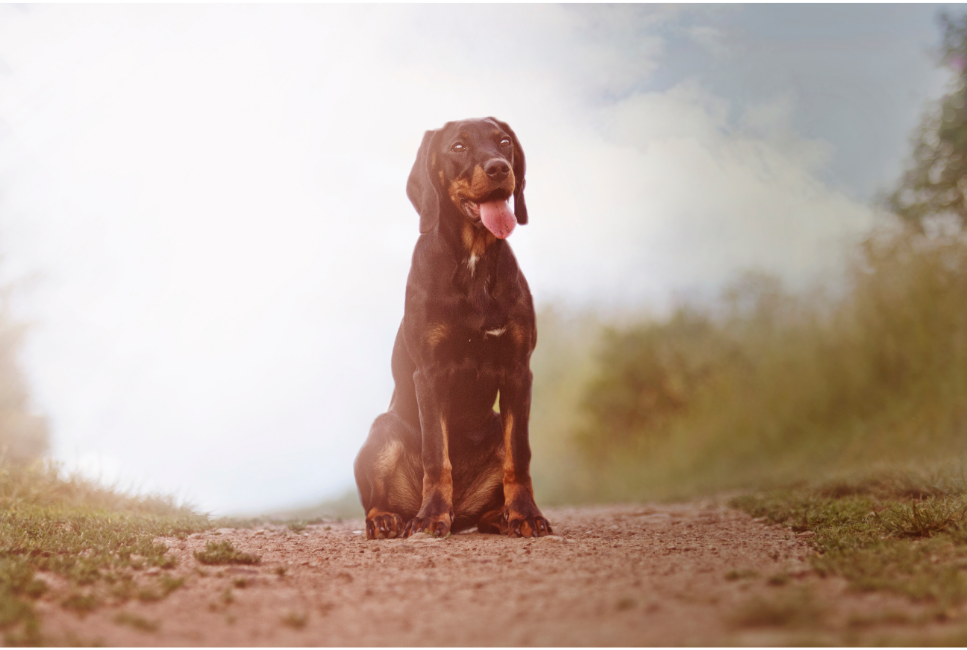 De Poolse Gentile is, naast de Poolse Hengst, het tweede inheemse Gentile ras van Polen.