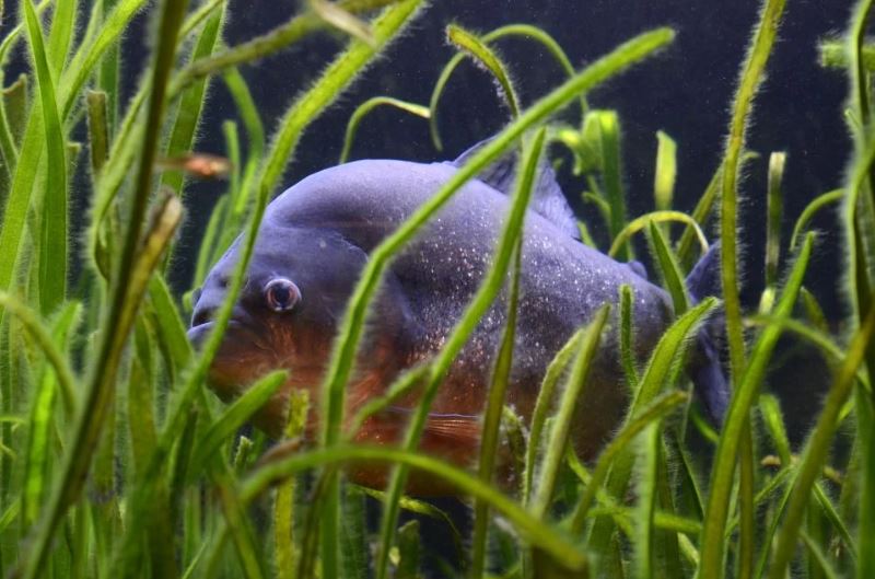 Praktische manieren om protozoën in het aquarium te bestrijden.