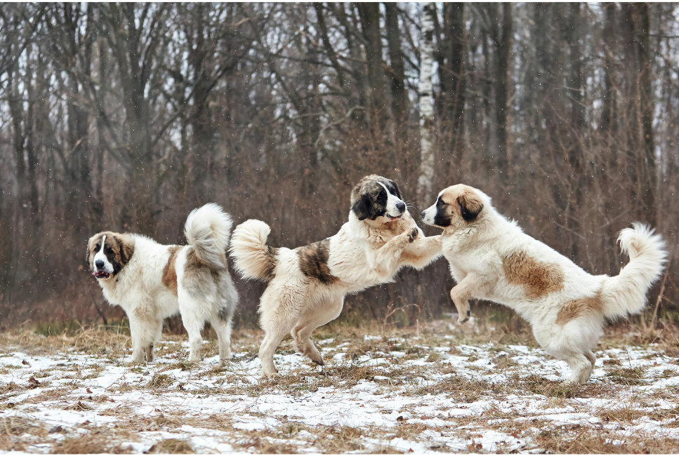 Pyreneese mastiffs zijn bergmolossen.