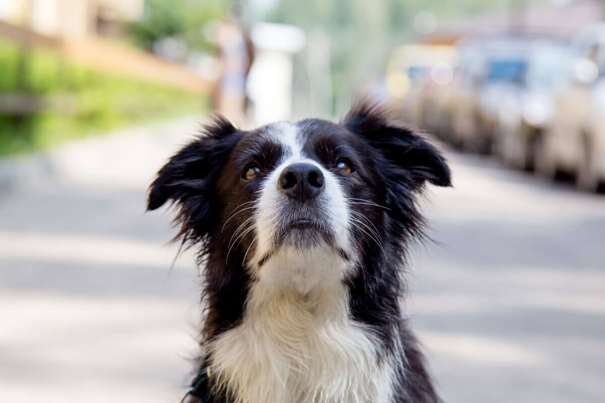 Reisekrankheit bei Hunden