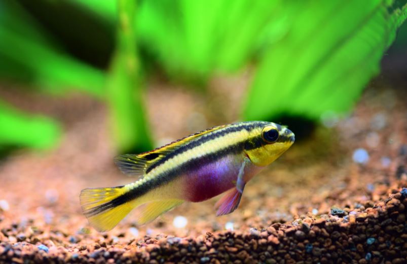 Is de roodbuikige barbeel een goede metgezel voor andere vissen? Ontdek het antwoord op deze vragen.