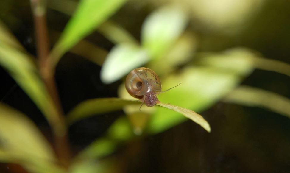 Invasieve slakken in het aquarium moeten worden bestreden.
