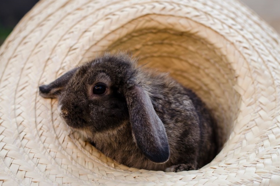 Hoe speel je met een konijn?