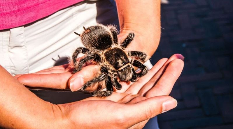 Wat zijn de verzorgingsvereisten van een vogelspin en kunnen we deze thuis houden? Antwoorden in dit artikel.