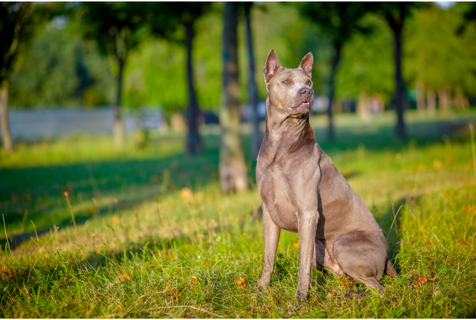Thai ridgeback hond - Aziatische hond met een gestroomde rug.
