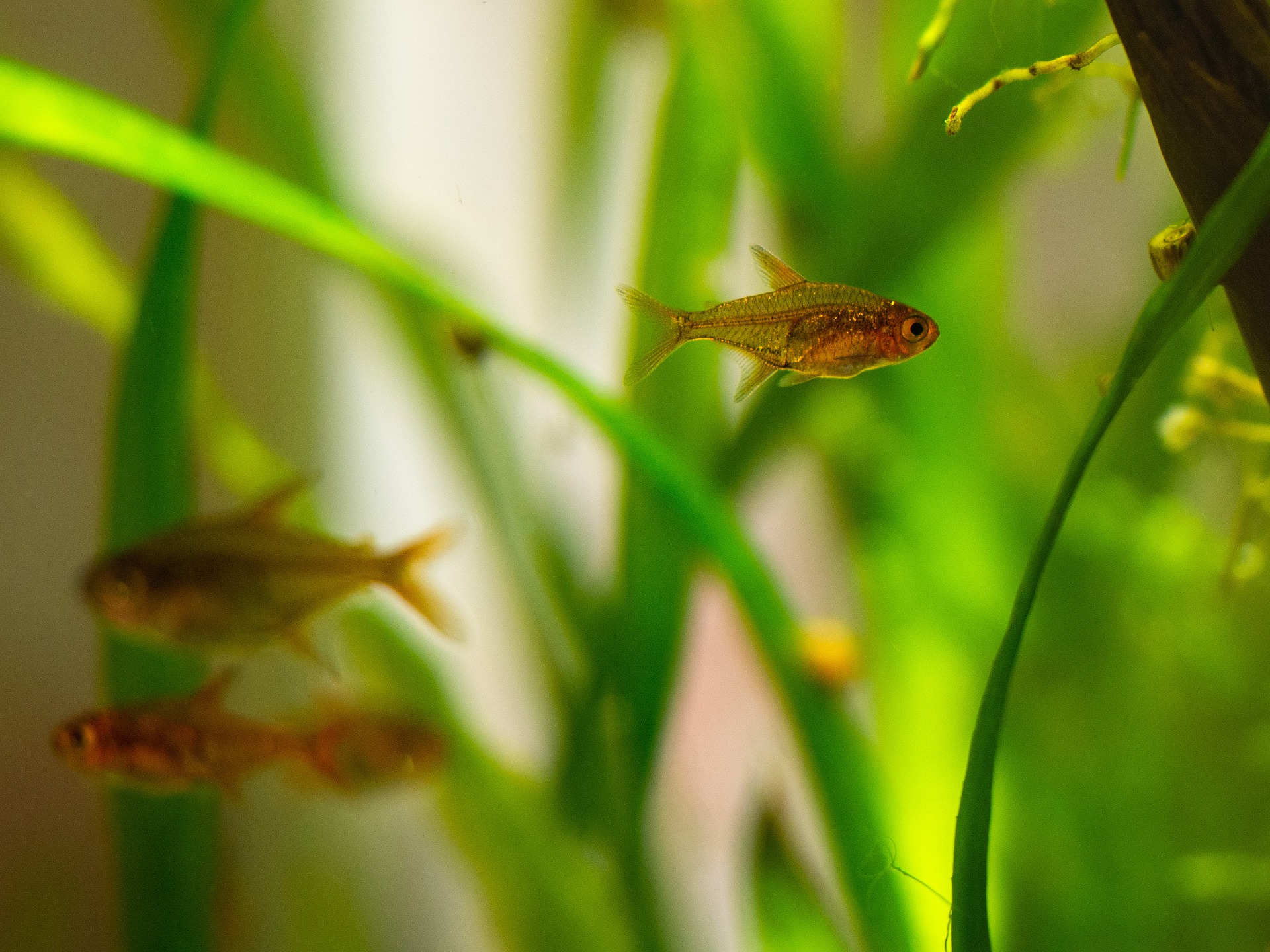 Vissenpok is een besmettelijke ziekte die wordt veroorzaakt door protozoën, die bijvoorbeeld via levend voer in het aquarium terecht kunnen komen.