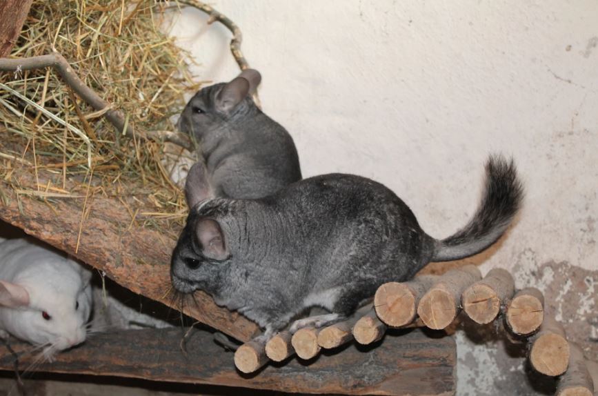 Je kunt zelf een volière voor je chinchilla maken door een paar regels te volgen.