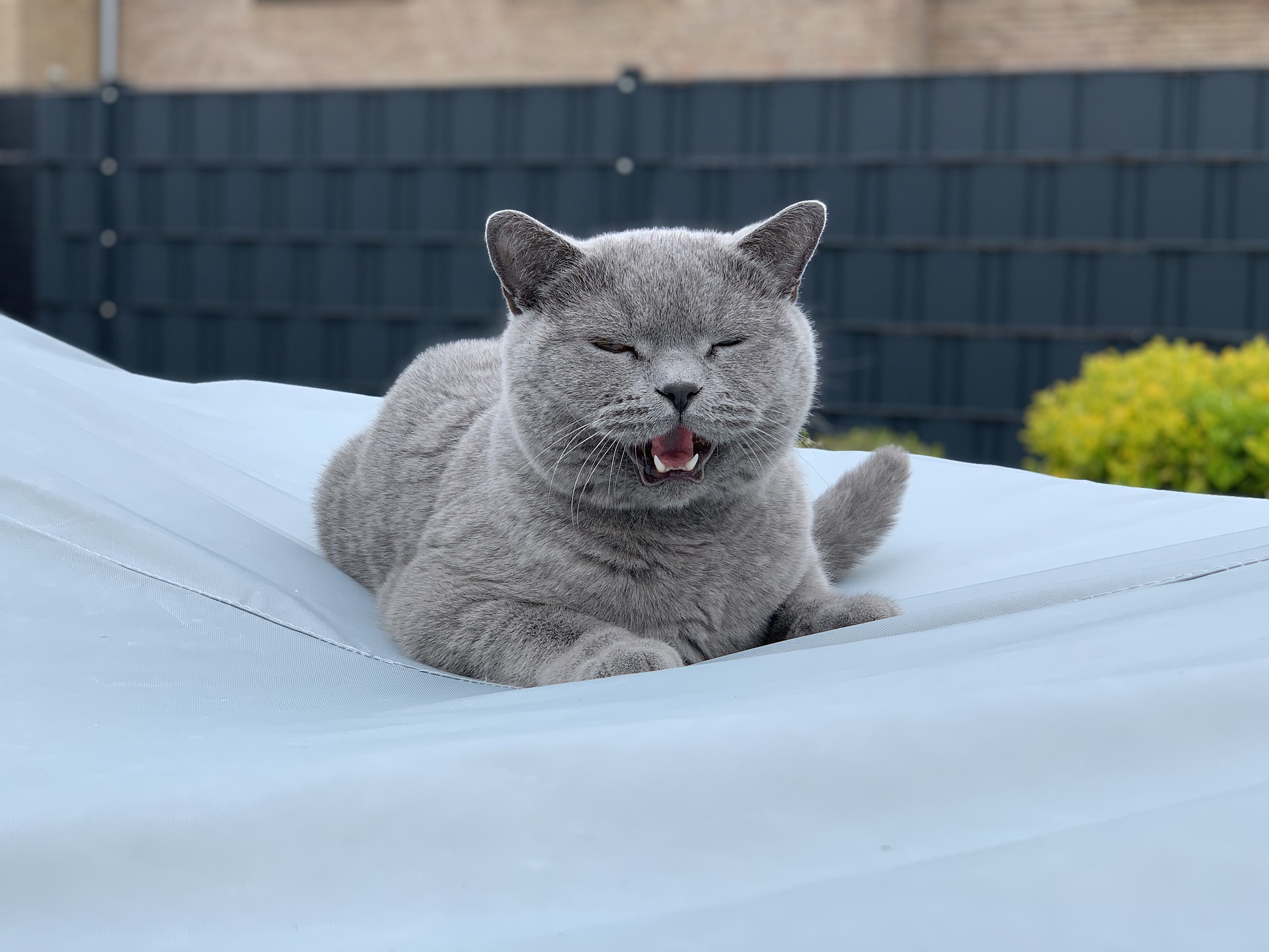 Waarom miauwen katten? Miauwen is in de meeste gevallen een vorm van communicatie van katten met mensen.