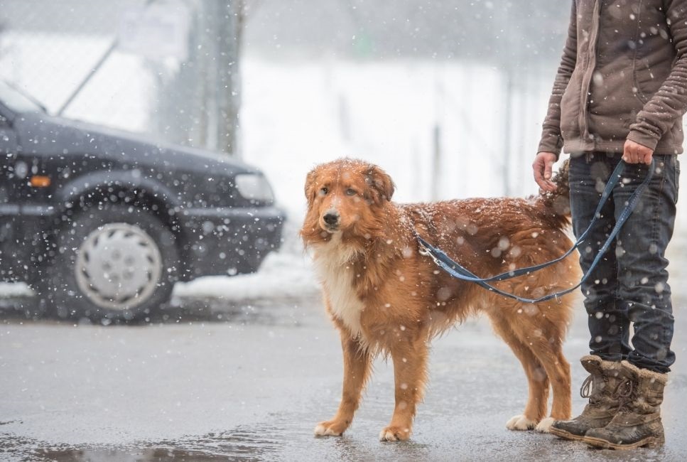 Welke regels gelden voor het uitlaten van honden?