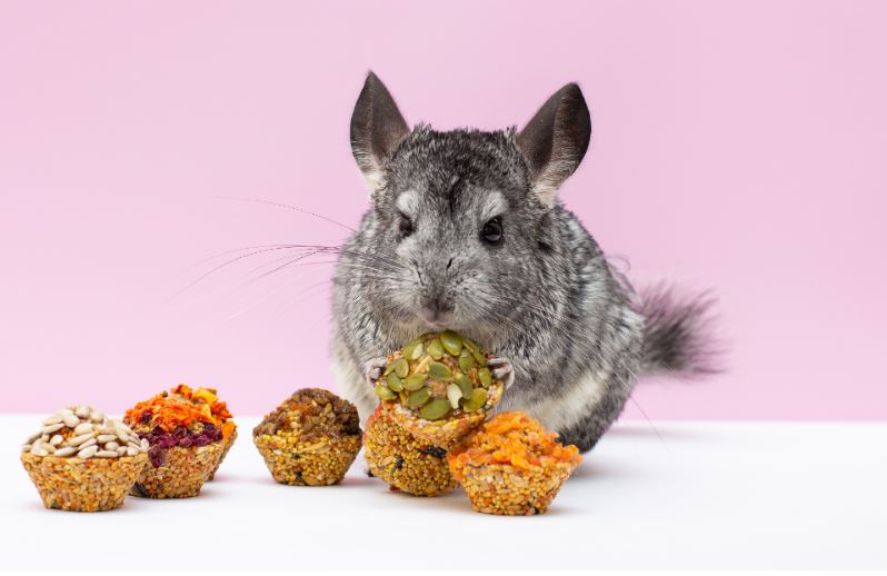 A tot Z dieet voor chinchilla's