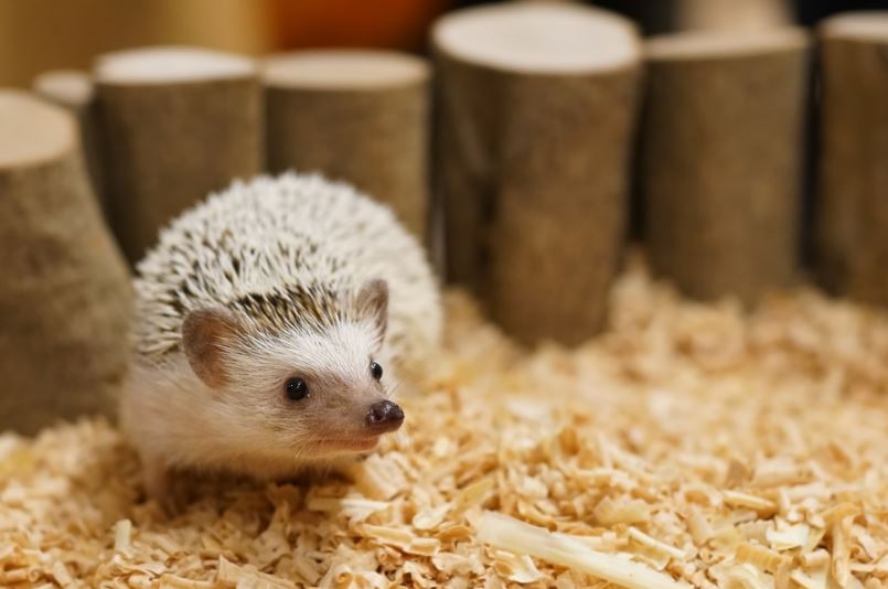 Hoe verzorg je een dwergegel?