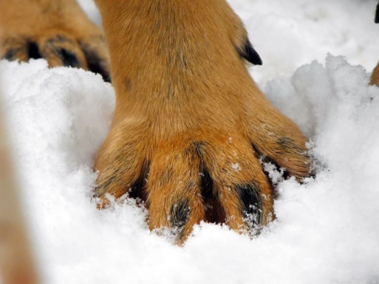 Ondanks zijn naam komt de wolfsklauw voor bij sommige honden en zelfs katten.