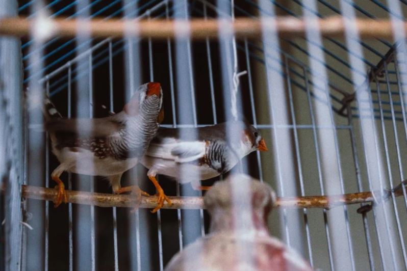 Zeberki worden tot de graaneters gerekend. De basis van hun dieet bestaat uit een mengsel van granen, dat moet worden aangevuld met vers voedsel.