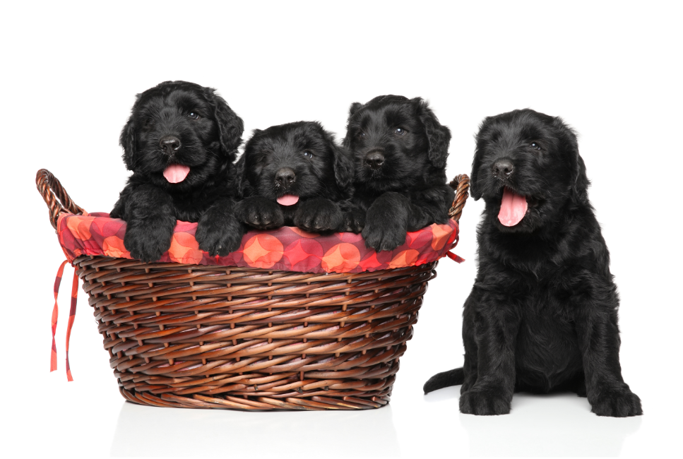 De zwarte Russische terriër is erg populair in Polen. Waarom is hij zo beroemd?