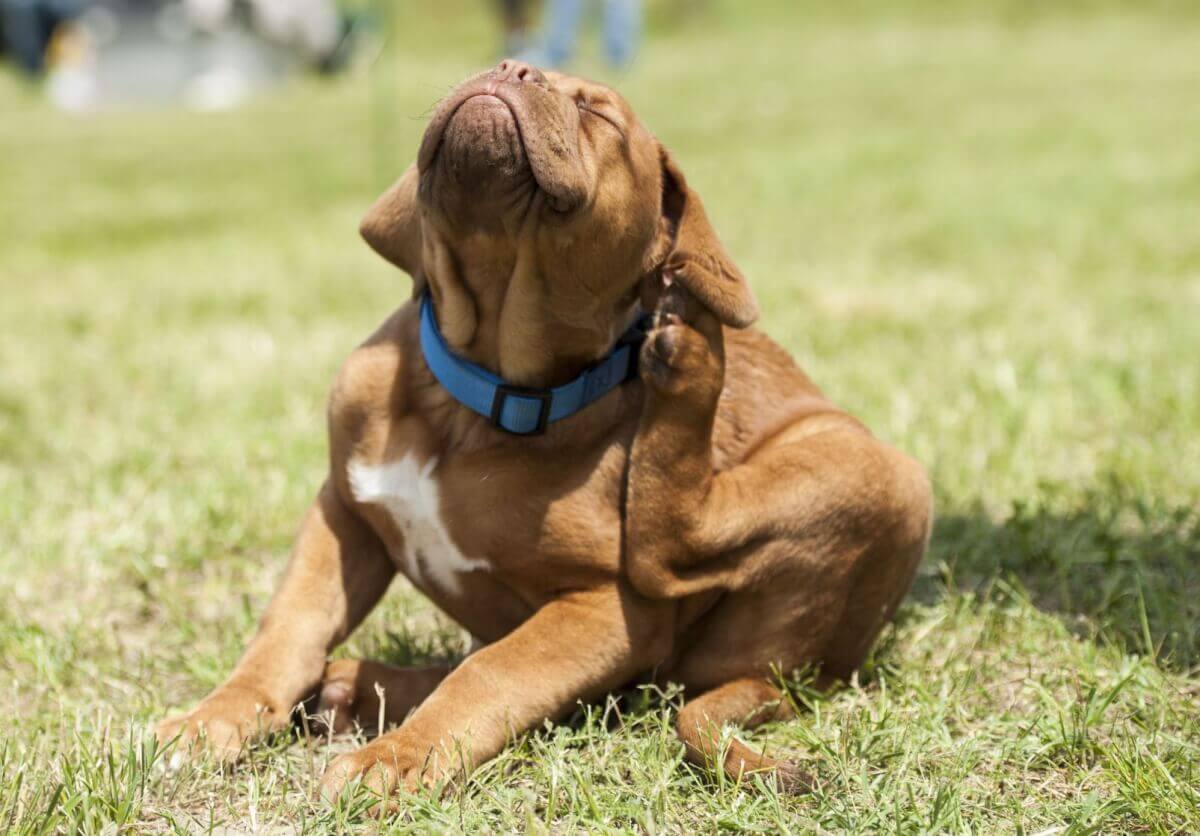Wechsel von Hunde- und Katzenfutter Teil 2