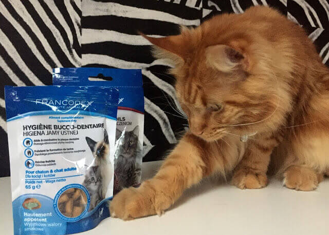 Apolonia Mainecoon testet für uns –Bewertung der FRANCODEX-Delikatessen