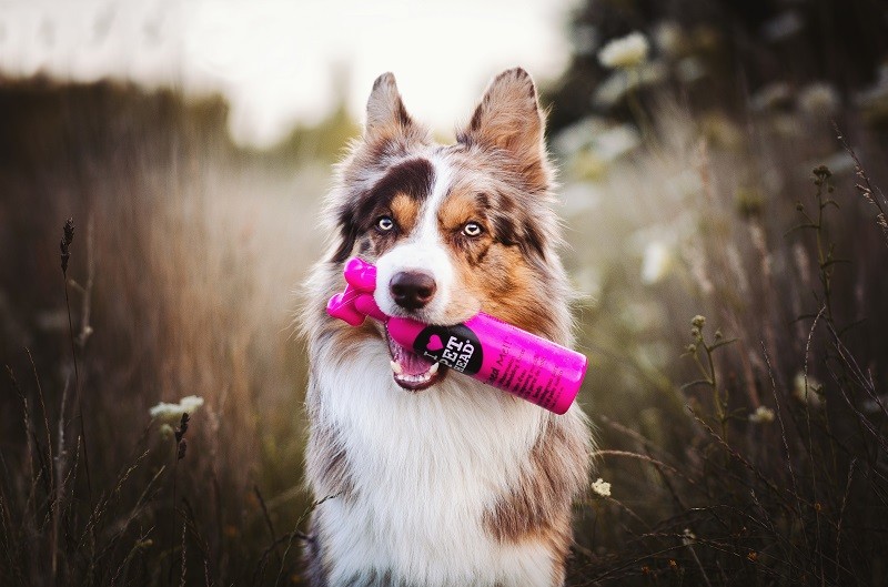 Richtige Pflege von Hunden