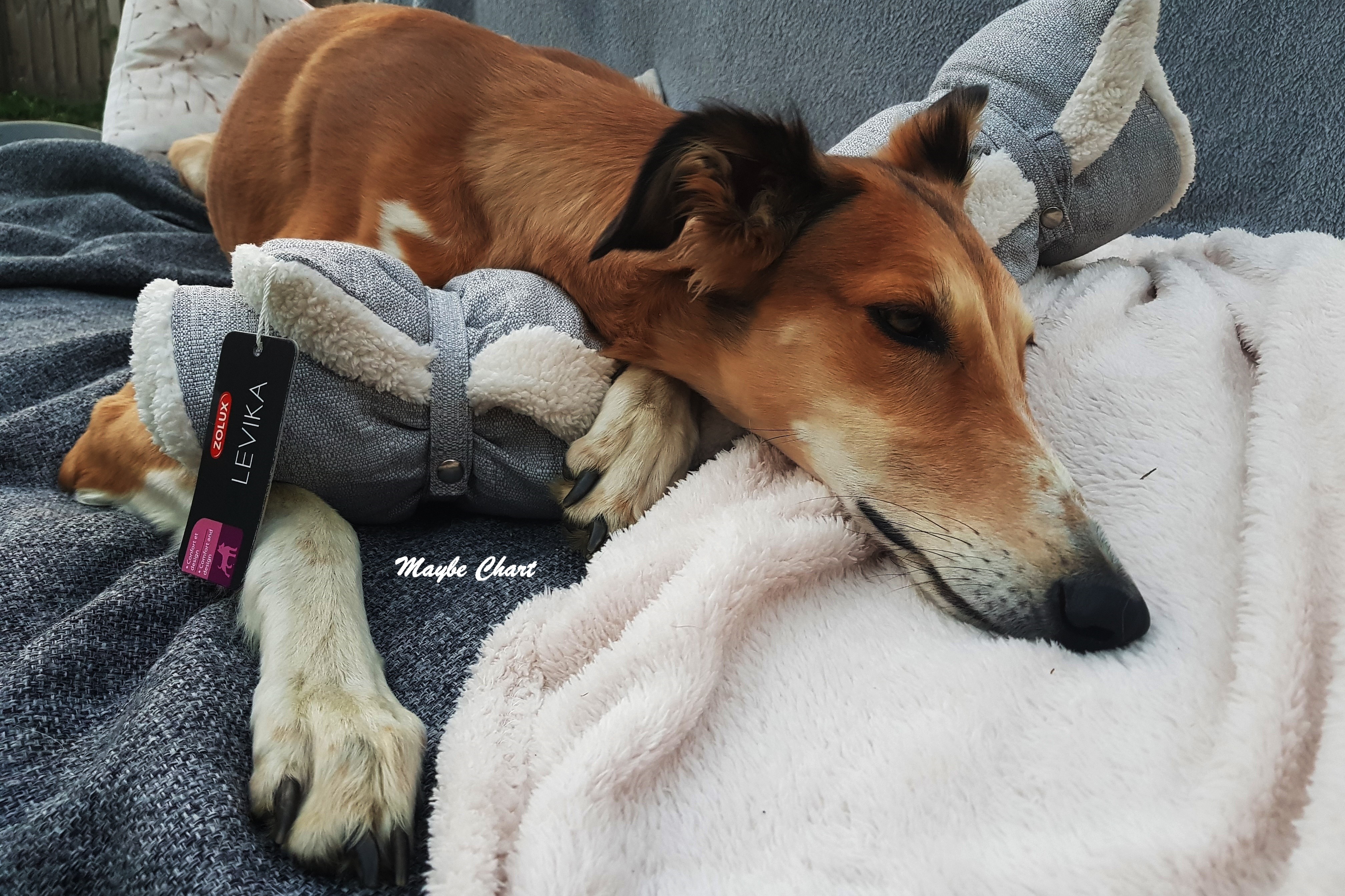 Hunde brauchen, wie Menschen, Schlaf, um sich zu entwickeln und gesund zu bleiben.