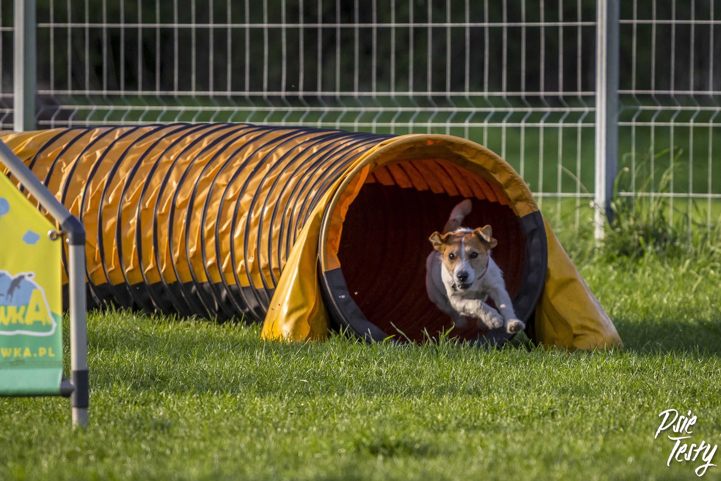 Hundesport, wie man einen Hund aktiviert?