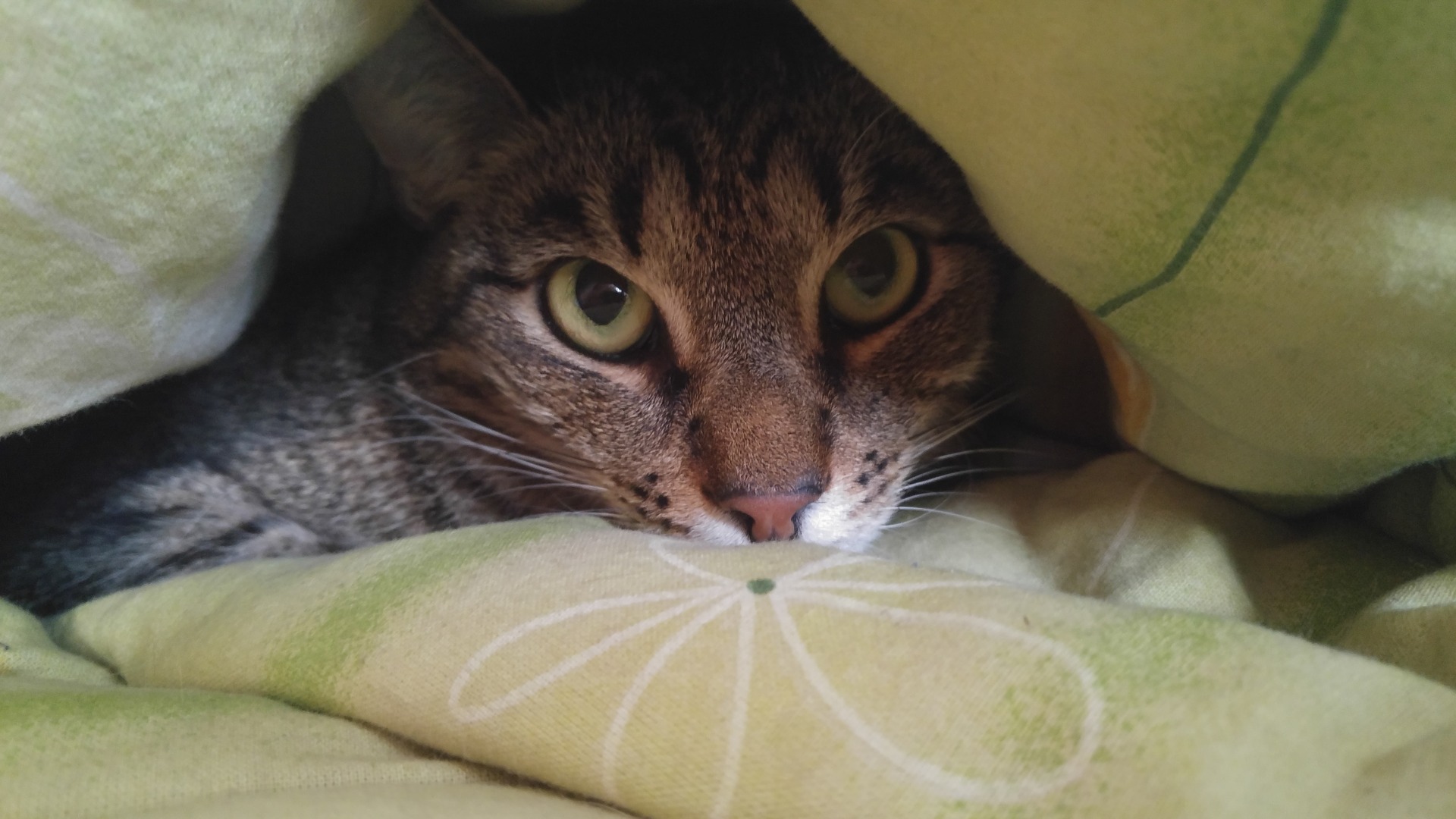 Was tun, wenn die Katze nachts Lärm macht?