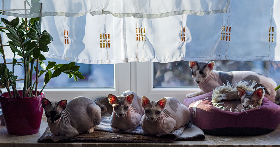 Eine Familie von Sphynx-Katzen.