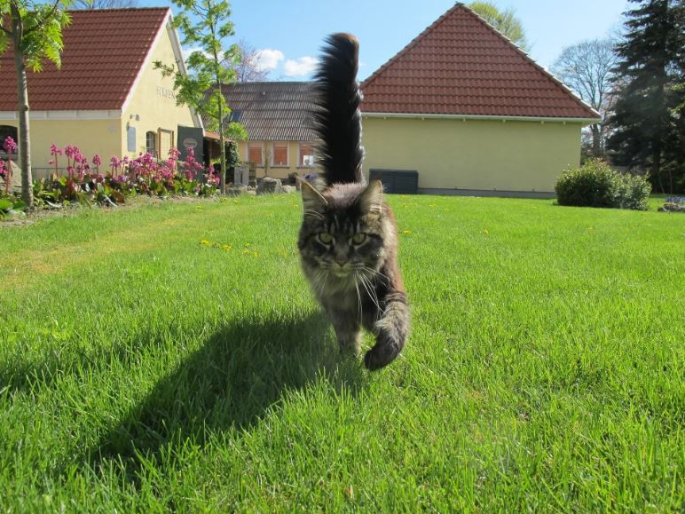 Das Verstehen Ihrer Katze verbessert definitiv Ihre Beziehung und hilft Ihnen, das Unwohlsein der Katze schnell zu erkennen.