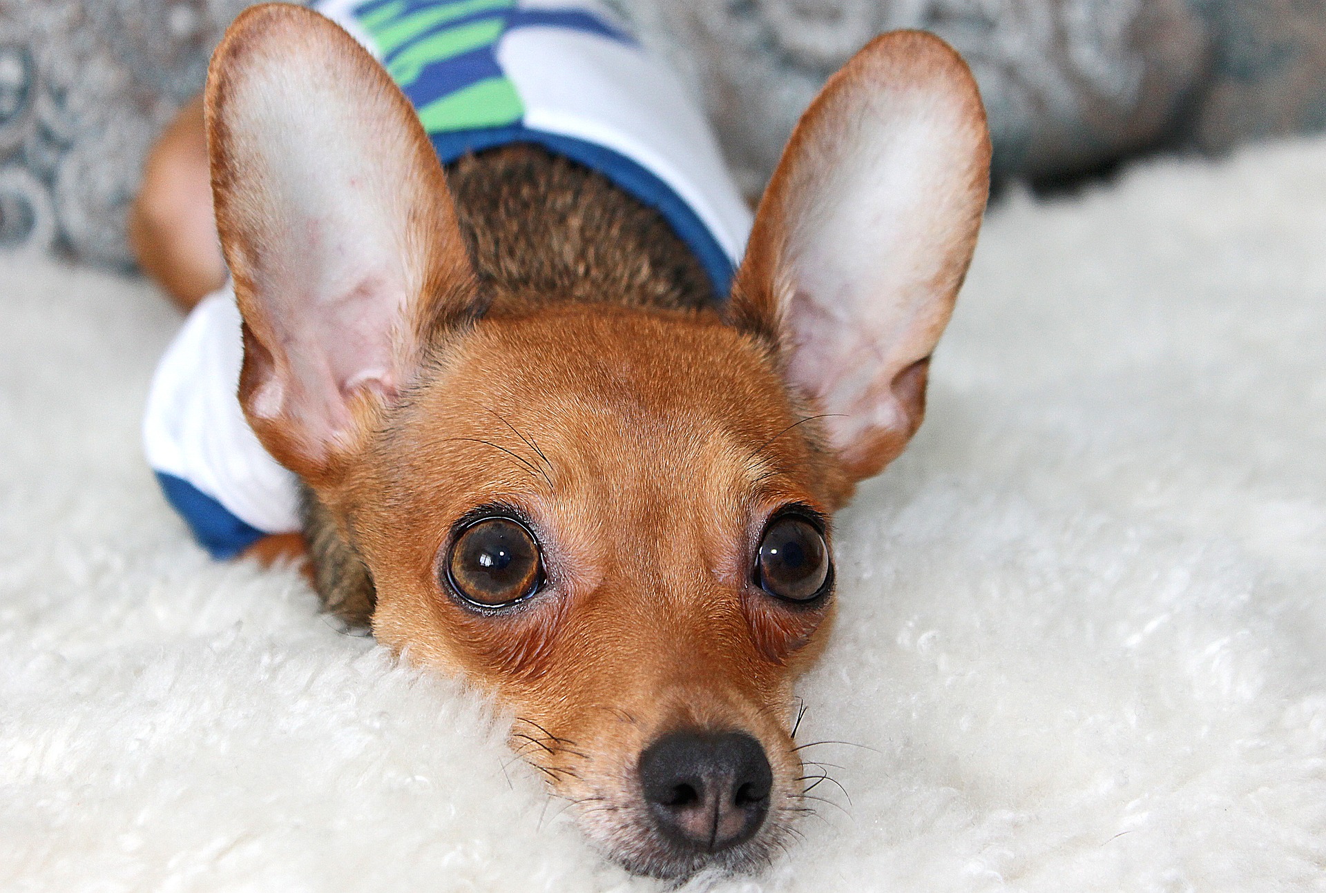 Was bedeutet der Dackelblick des Hundes?