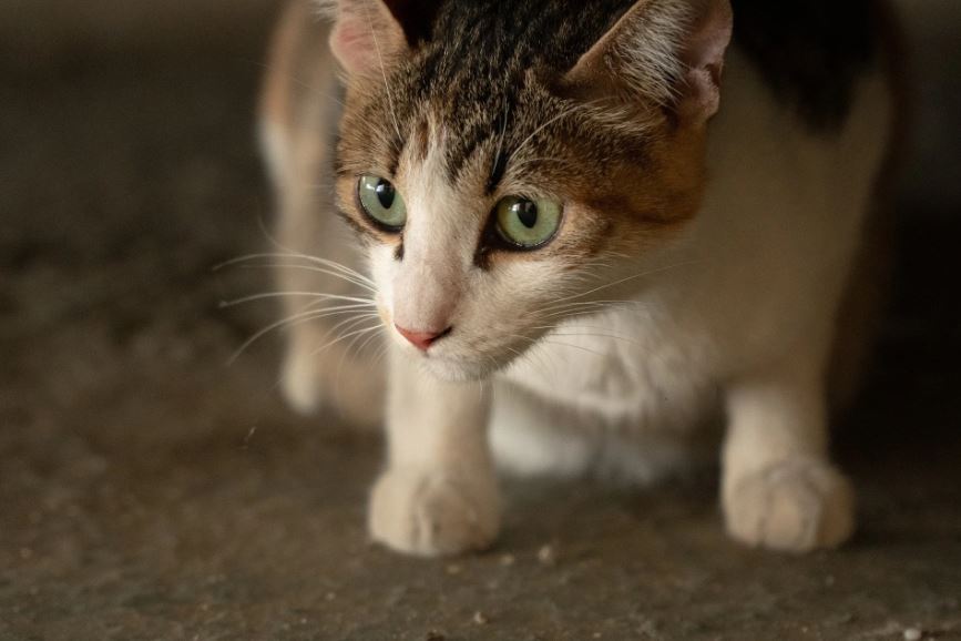 Zelfs een volwassen kat kan worden getemd, mits je kalm en geduldig blijft.