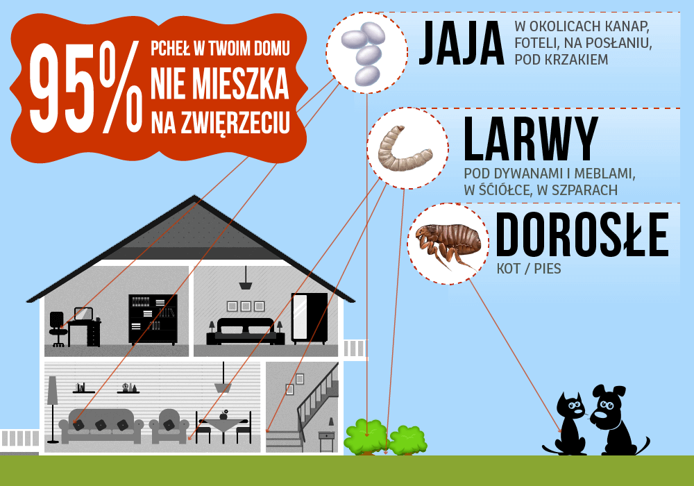 Flöhe - was Sie über Flöhe wissen müssen