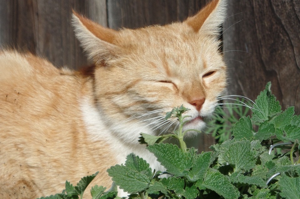 Wirkung von Katzenminze auf Katzen