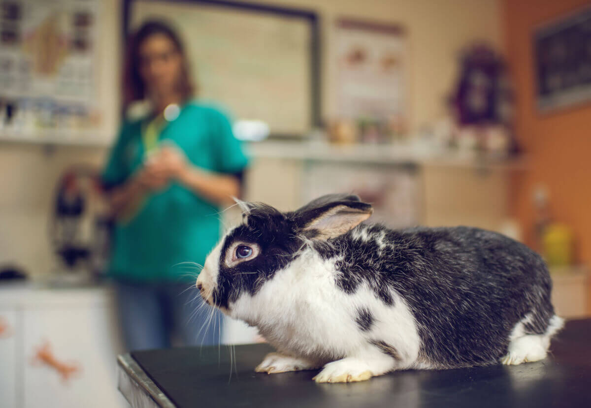 Zwergkaninchen - was sollte es nicht essen?