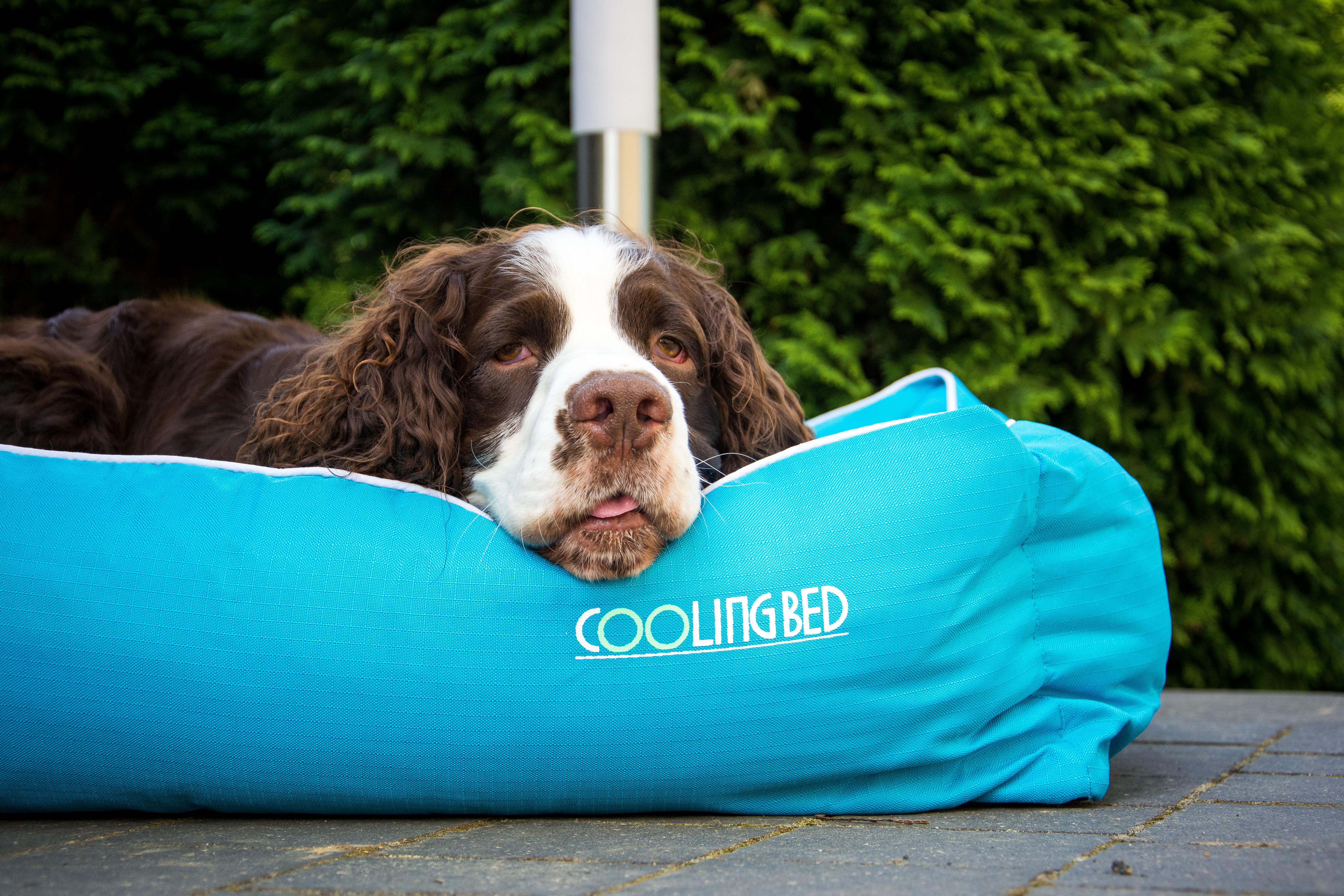 Kühlmatte ist das diesjährige Must-Have für alle Hunde.