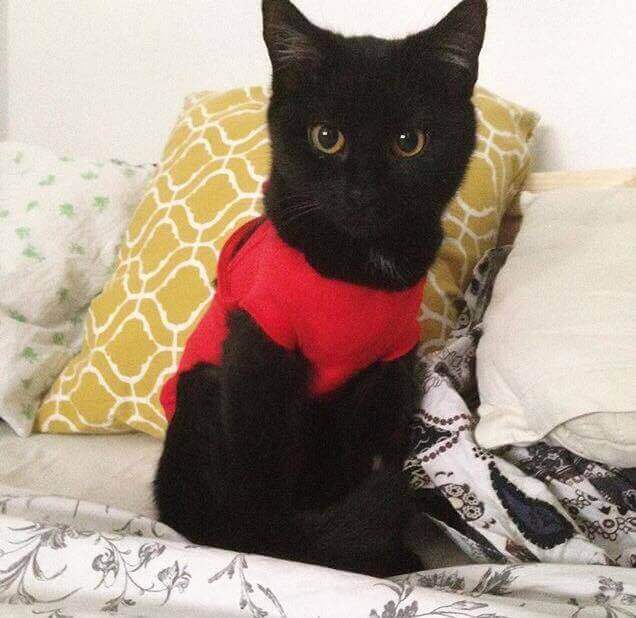 Meine Adoptionsgeschichte - Teil. 2 Unsere Katze