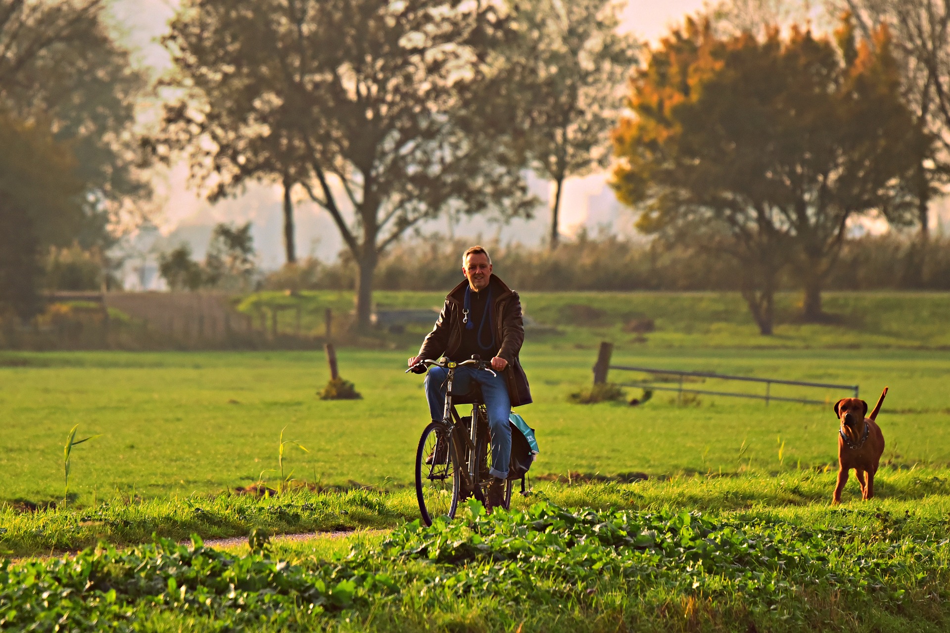 Wie fängt man an, mit seinem Hund als Begleiter Fahrrad zu fahren?