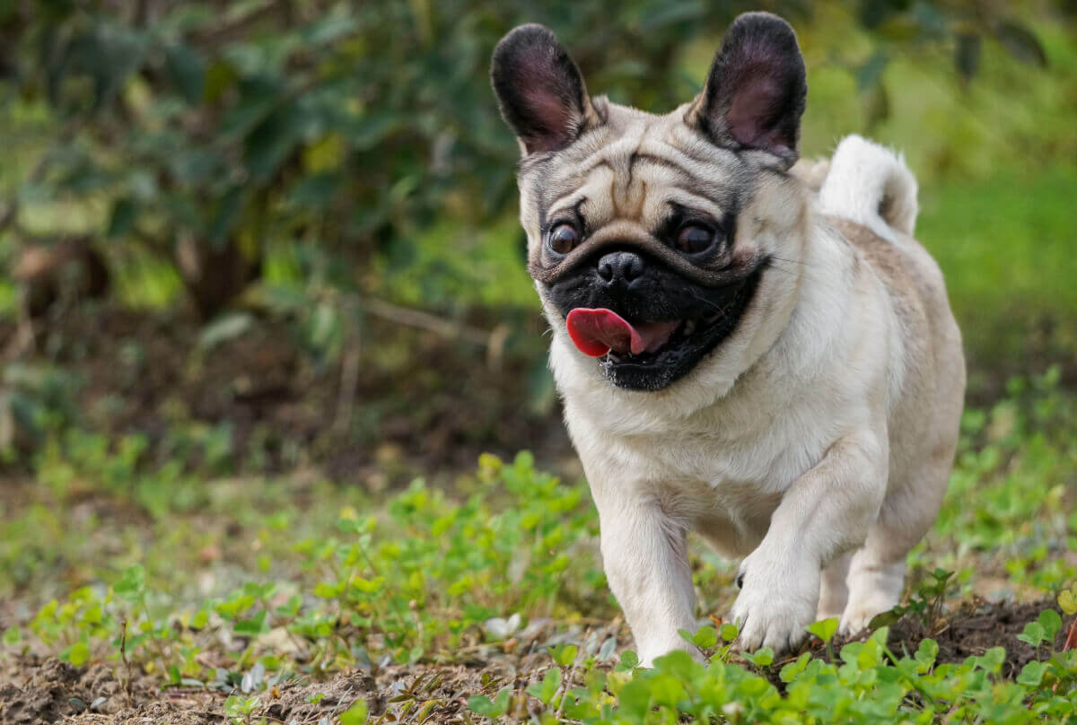 Mundhygiene für Hunde und Katzen